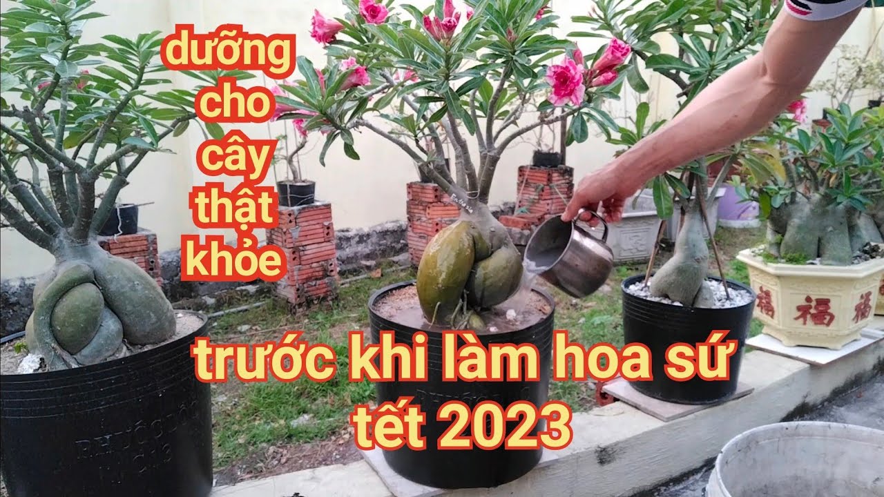 5 bước để cây hoa sứ nở hoa rực rỡ dịp tết nguyên đán 2023.Phần 1: Dưỡng cây