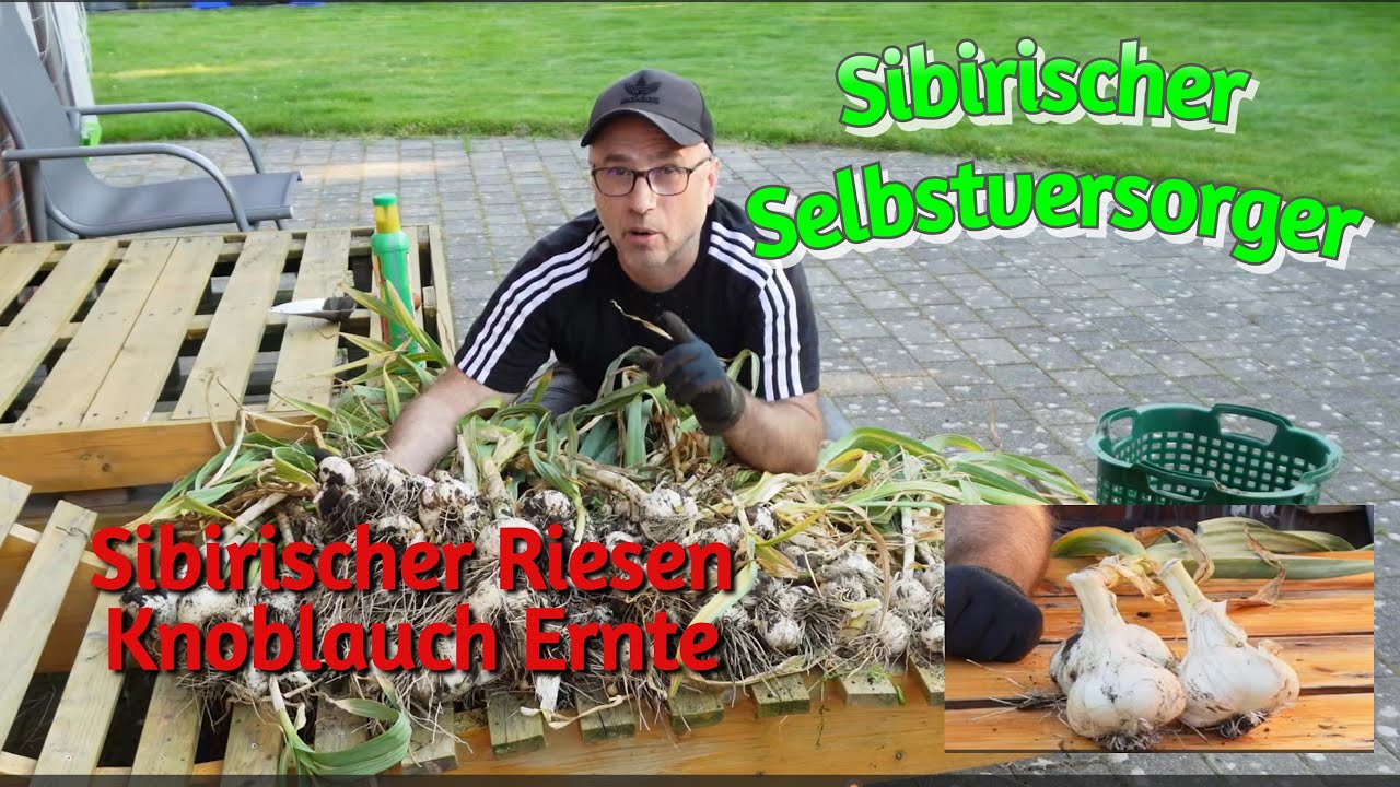 Sibirischer Knoblauch in Deuschtland. Mega Ernte. #sibirischerselbstversorger