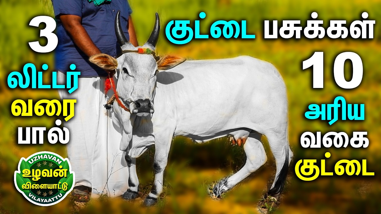 10 அரிய வகை  குட்டை சினை பசுக்கள் ஒரே இடத்தில், 1 காங்கேயம் காராம்பசு, புங்கனூர் குட்டை, ஓங்கோல்,