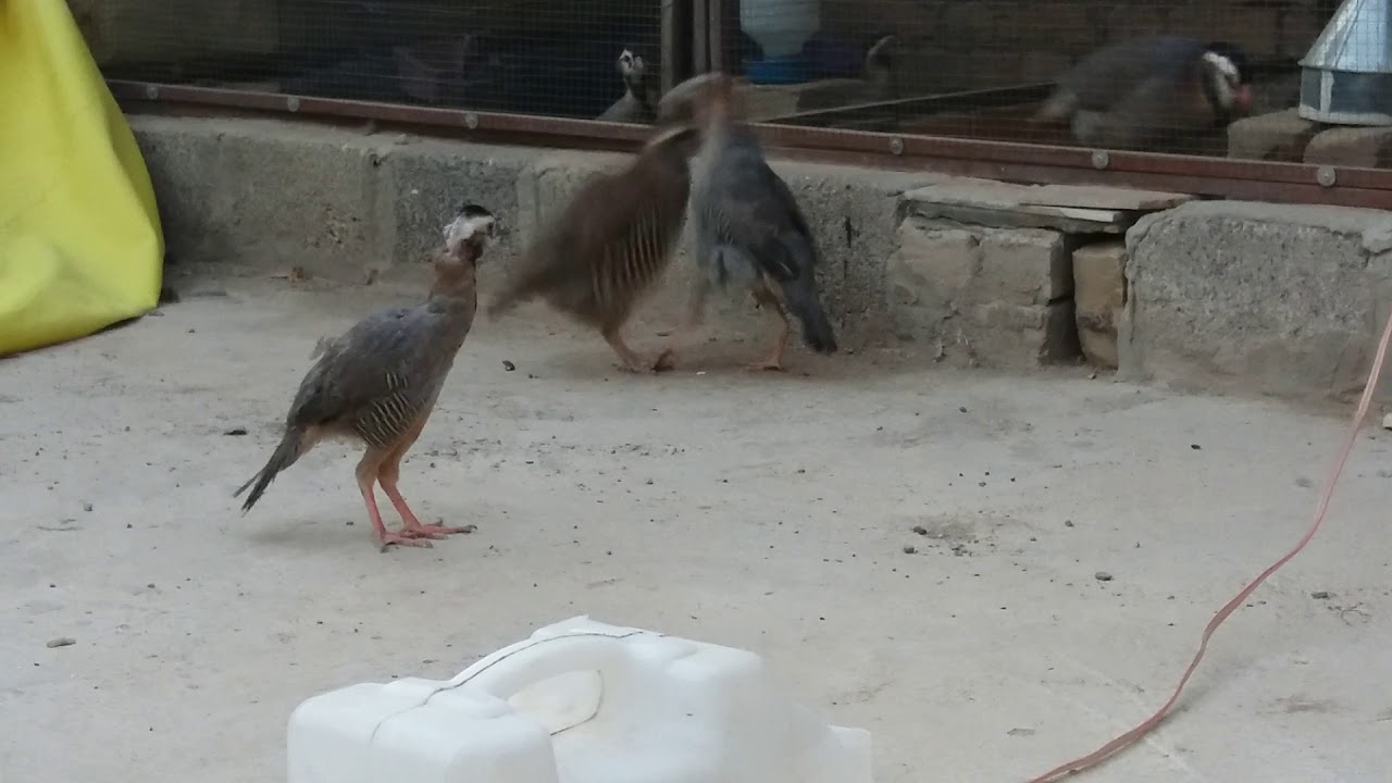 Arabian Partridge Fighting