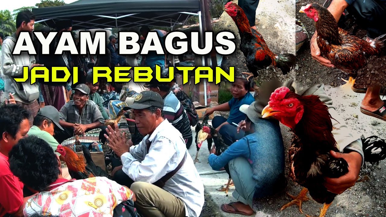 Pasar Banyak Ayam Bangkok Banyak Ayam Bagus Harga Murah Kualitas Mewah Semua Jenis Ayam Ada