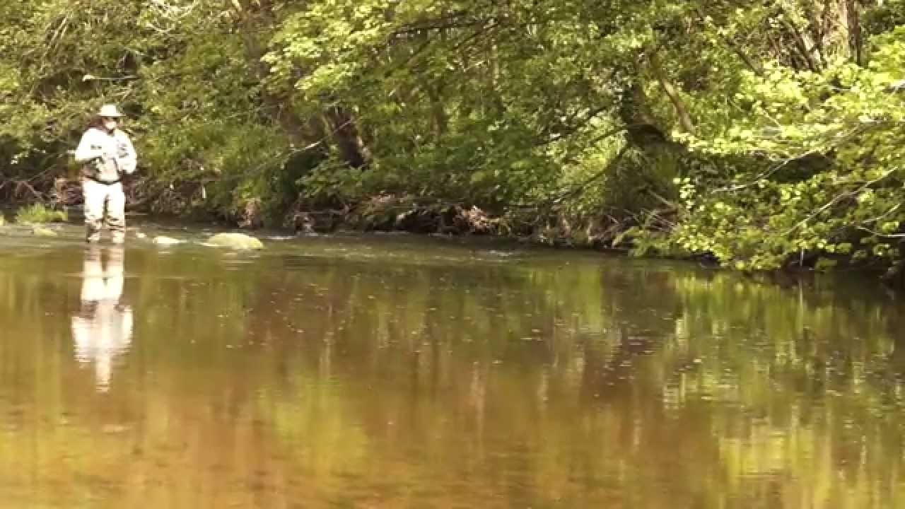 Mayfly moments...