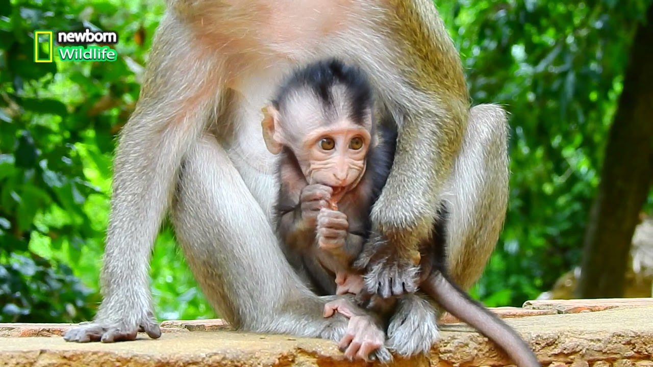 Pitiful adorable newborn baby Meady is very itchy looks very hungry and needs much milk