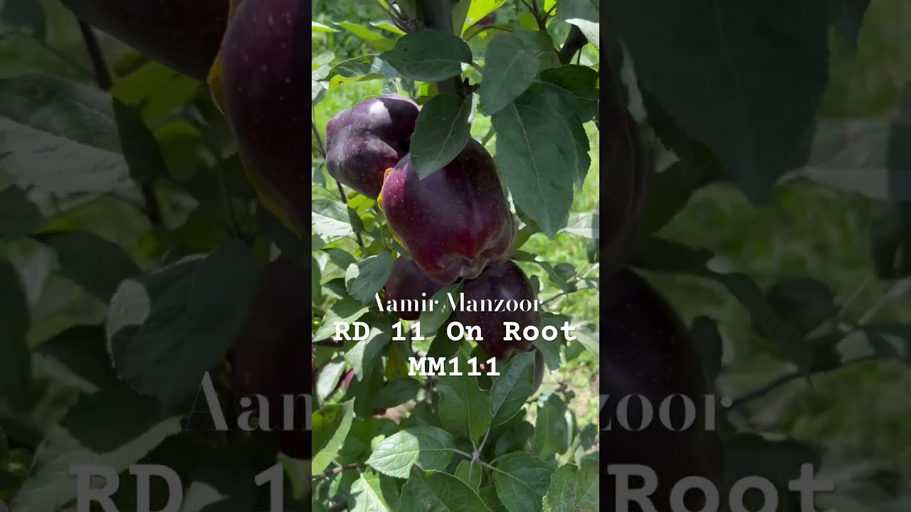 RD 11 One Of the best Early Red Delicious Variety.