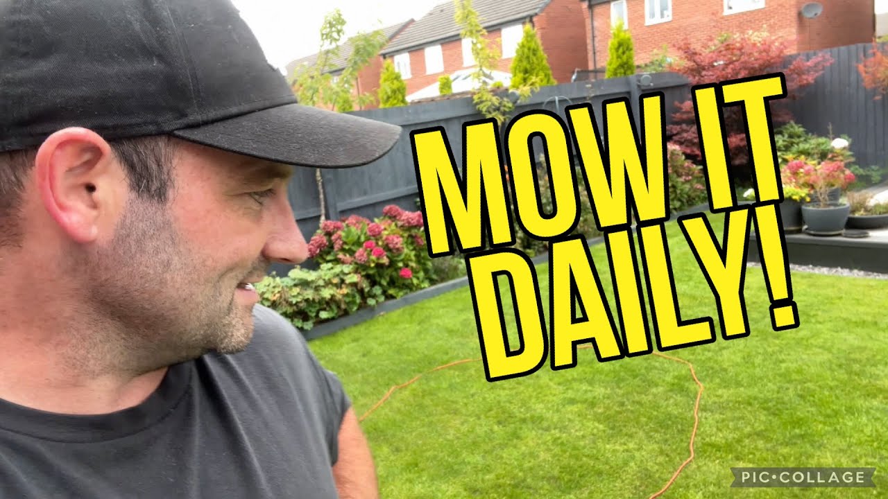 How to REMOVE THE WORM CASTS from your lawn!!! // MOW IT EVERY DAY FOR THICK GRASS