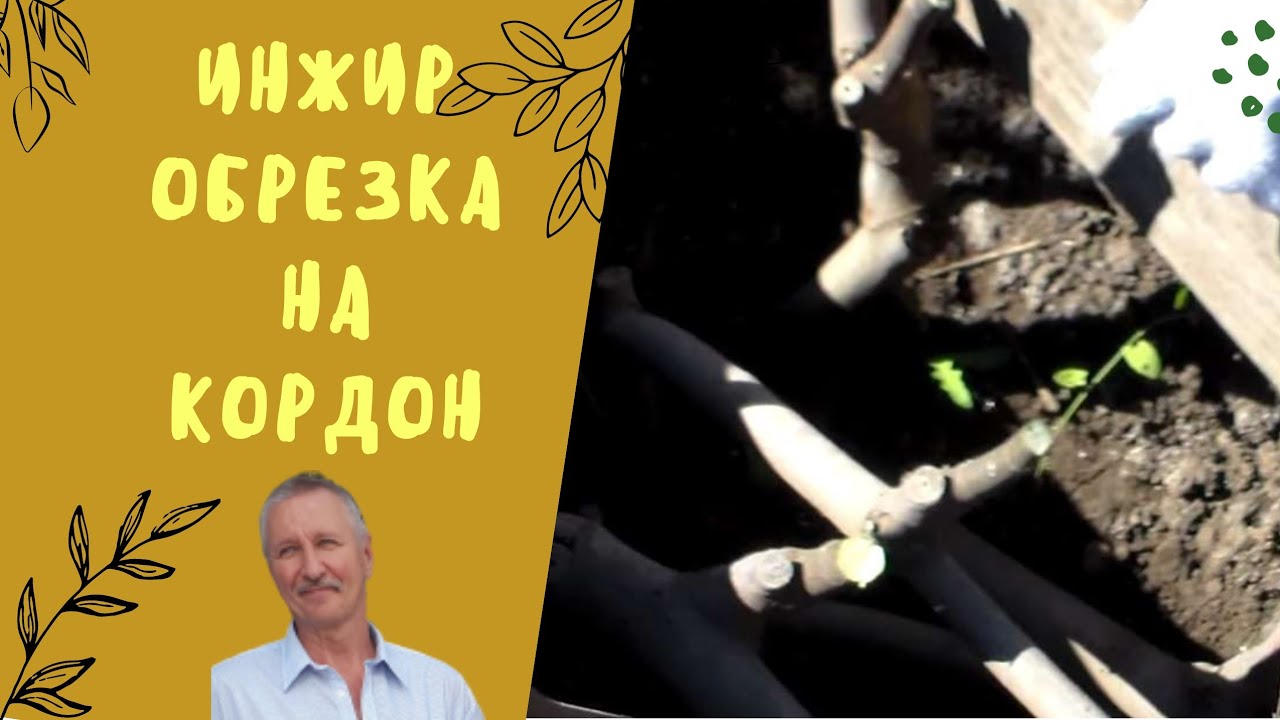 Инжир. Обрезка на горизонтальный кордон.
