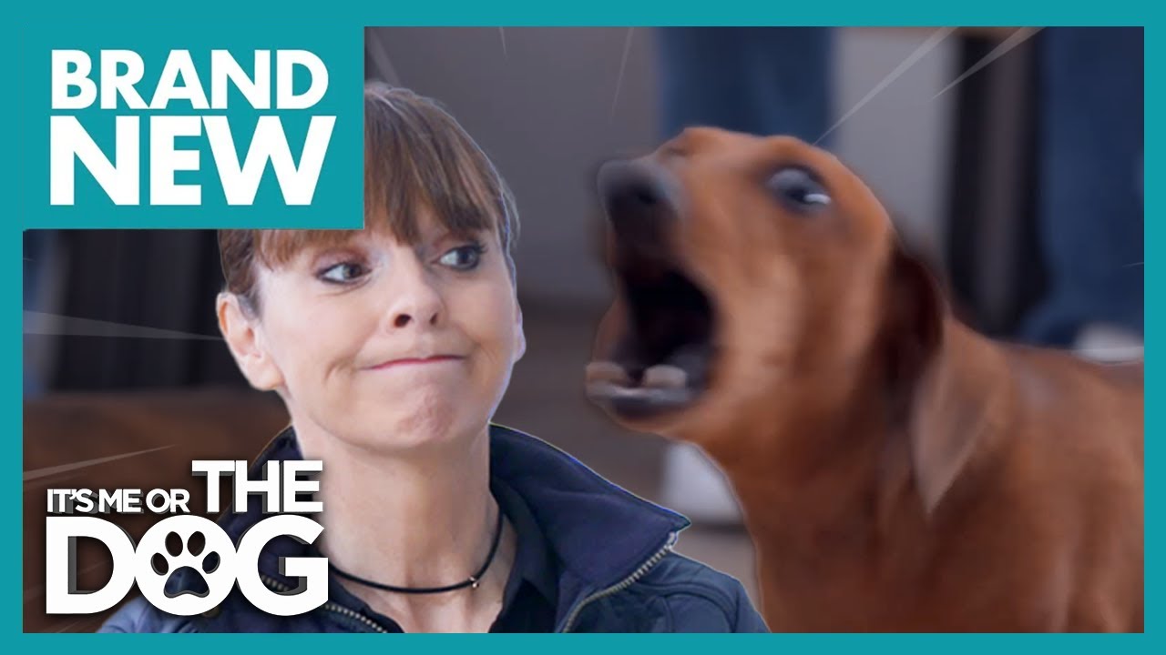Barking Mad Dachshund Hates when Owners Leave House | Full Episode 206 | It's Me Or The Dog