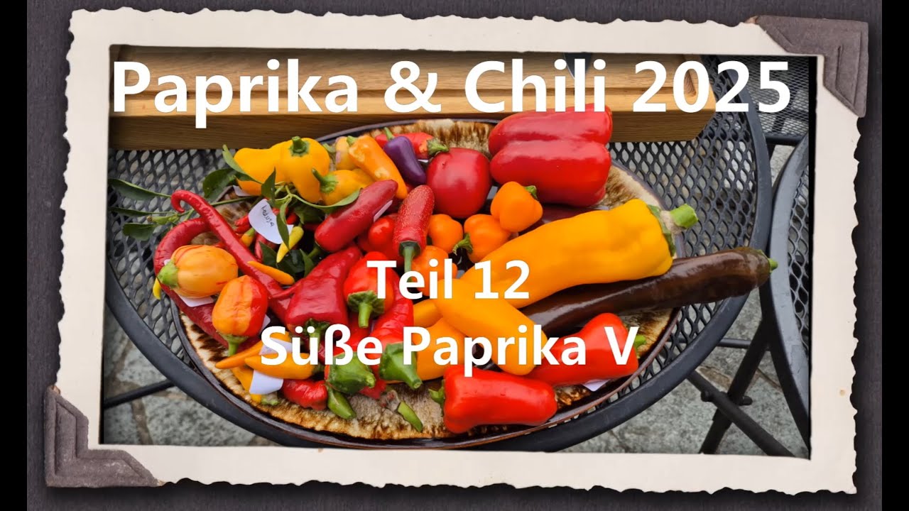 Paprika & Chili 2025 Teil 12 - Süße Paprika V