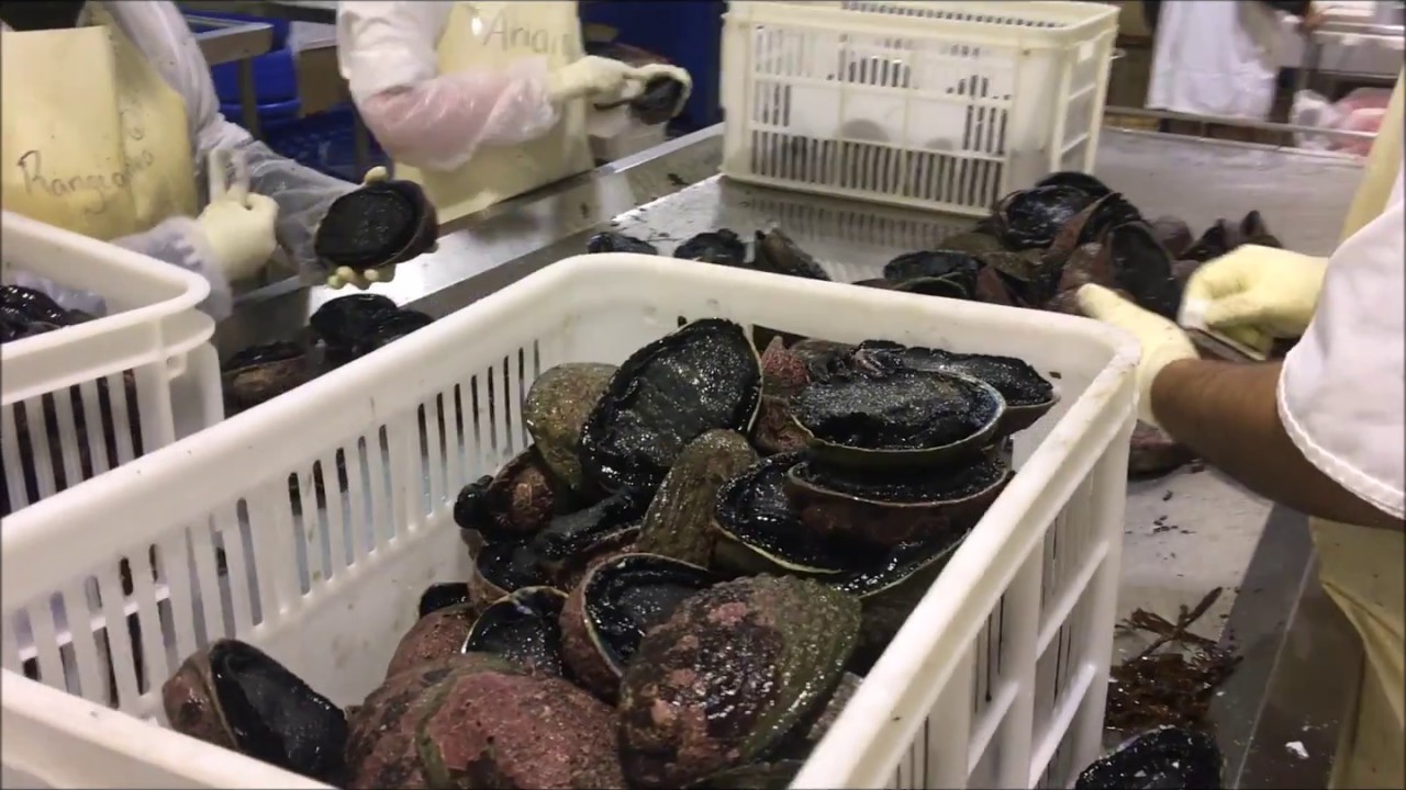 Silverhook New Zealand wild paua abalone video