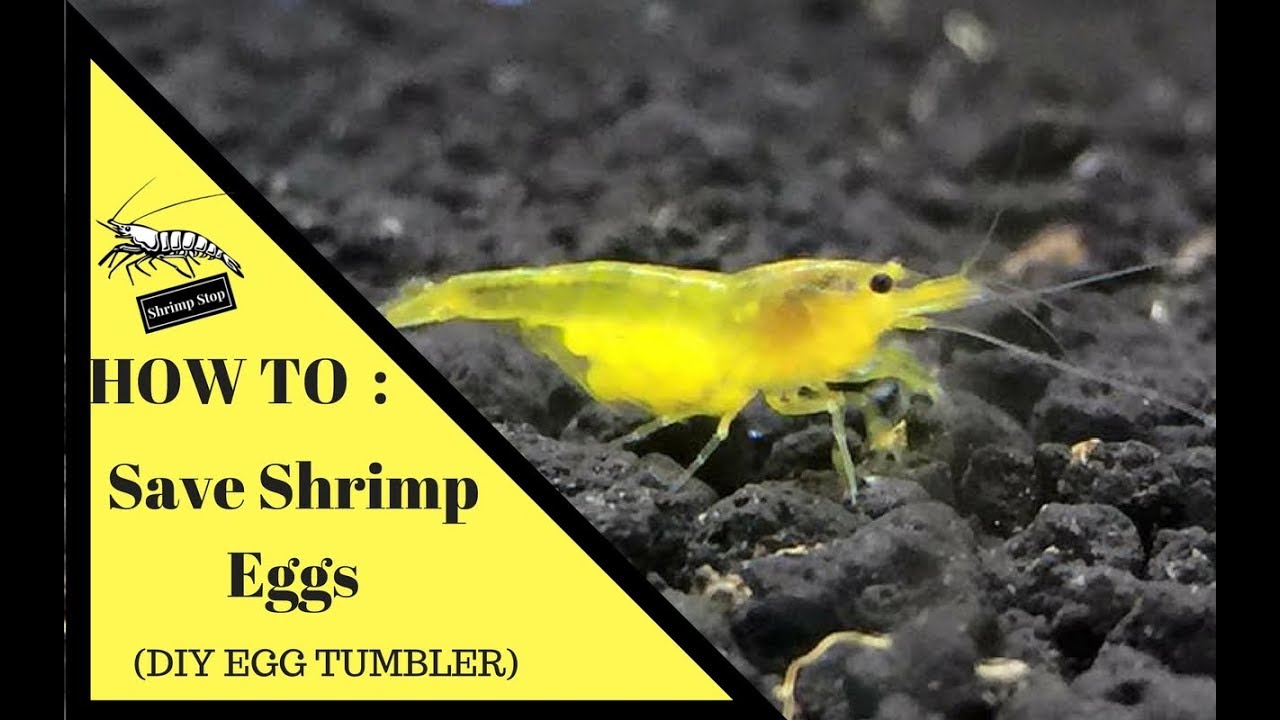 How To : Save Shrimp Eggs (DIY Egg Tumbler)