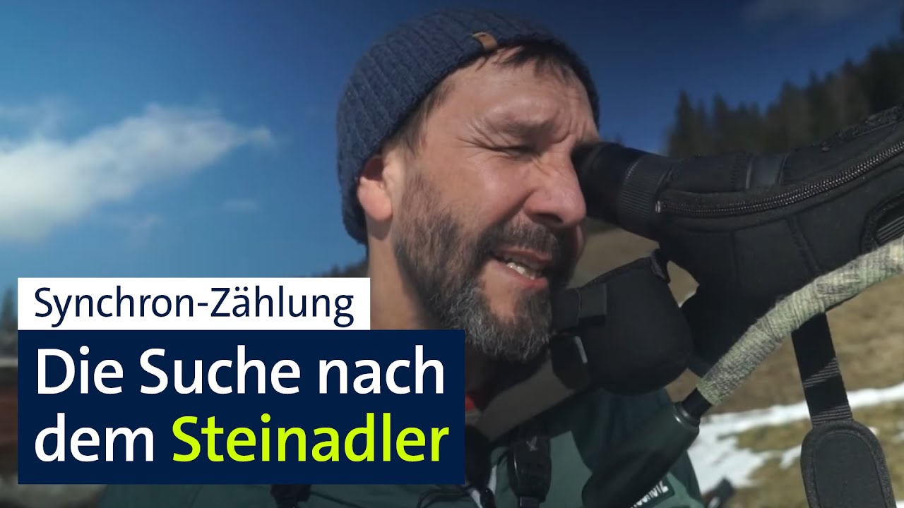 Synchronsuche: Die Suche nach dem Steinadler | Abendschau | BR24