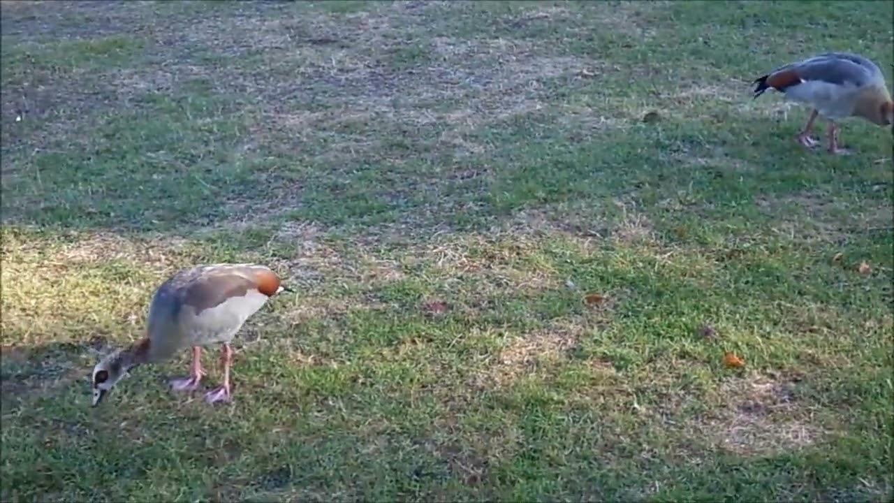 Couple d'ouettes d'Egypte dans l'herbe près du petit lac à Valbon