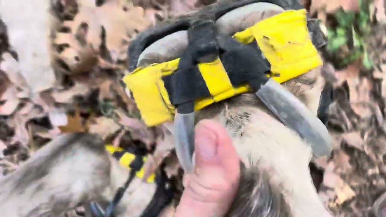 Using Scoot Boots over Scars/Injuries