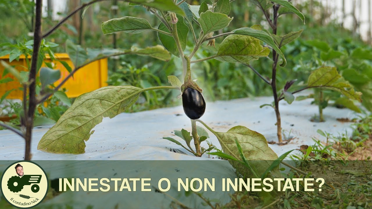 INNESTATE o NON INNESTATE? Questo &egrave; il dilemma! - Il contadino Nick