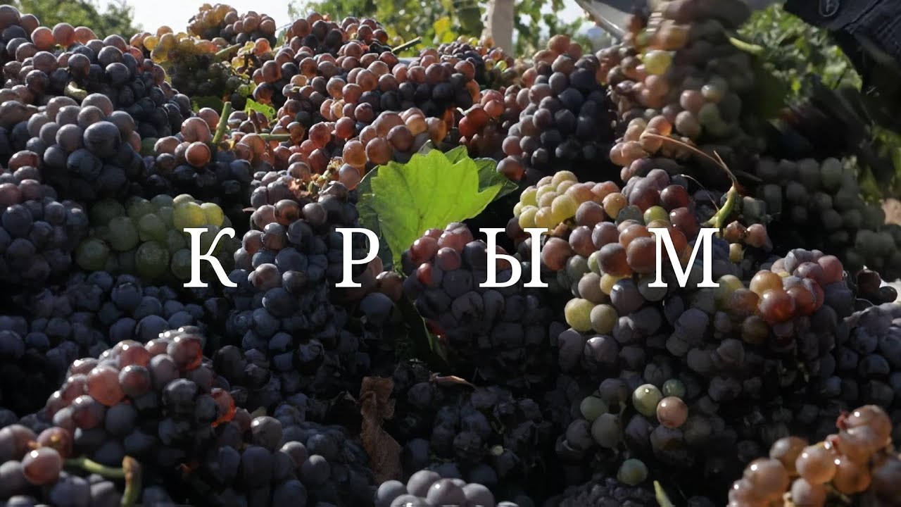 Крым. Сбор винограда в Крыму