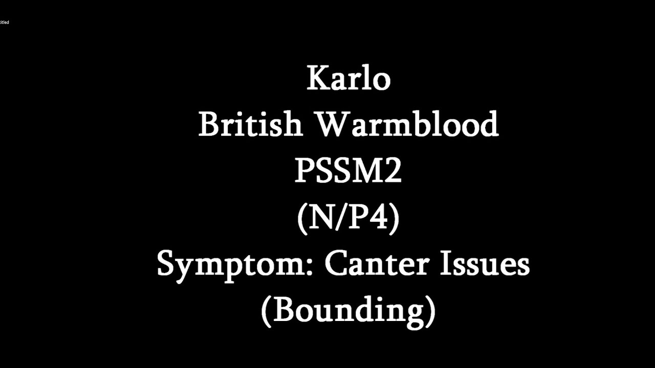 Symptoms Of PSSM2- Canter Issues (Karlo)