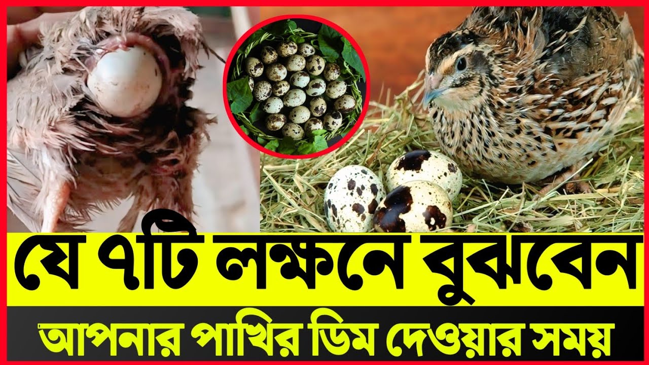 কোয়েল পাখি ডিম দেওয়ার লক্ষণ // কোয়েল পাখির আচরণ ডিম দেওয়ার আগে // কত দিন বয়সে কোয়েল ডিম দেয়