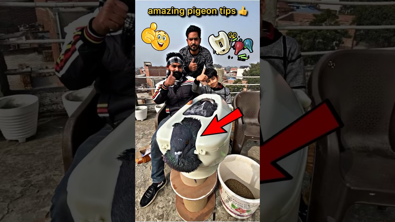 amazing pigeon tips 👍 | #pigeontips #pigeon #kabootar #kabootarbazi #shorts