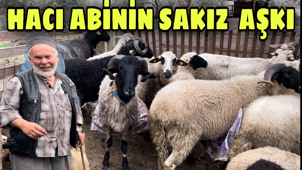 YOK BÖYLE BİR KOYUN ~ SÜT HARİKASI SAKIZ KOYUNU