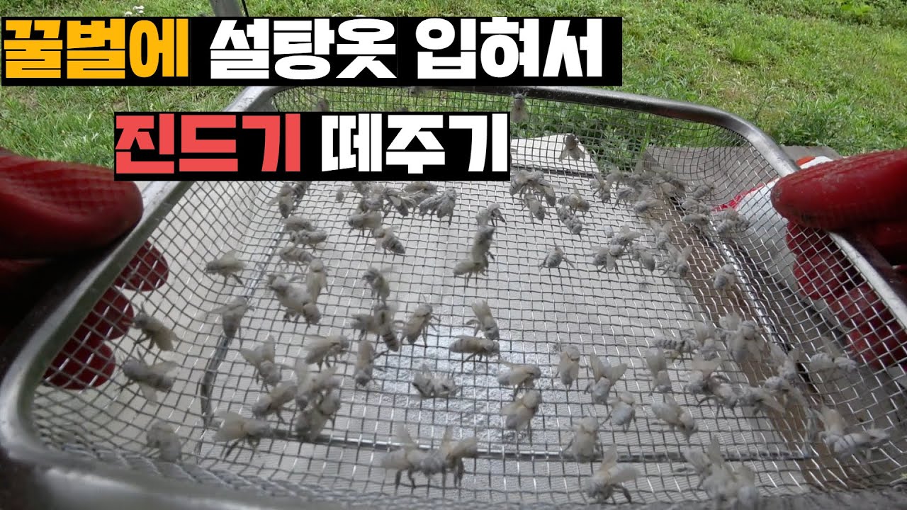 채밀 이후 습해진 날씨에 벌통에서 파티열기 시작한 꿀벌 진드기색히들(feat.두선생)