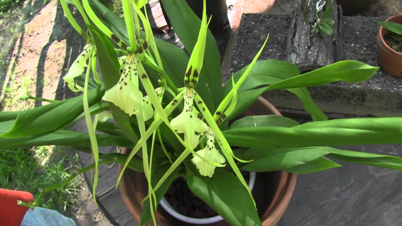 Growing Orchids Outside • Shade Tent Tour