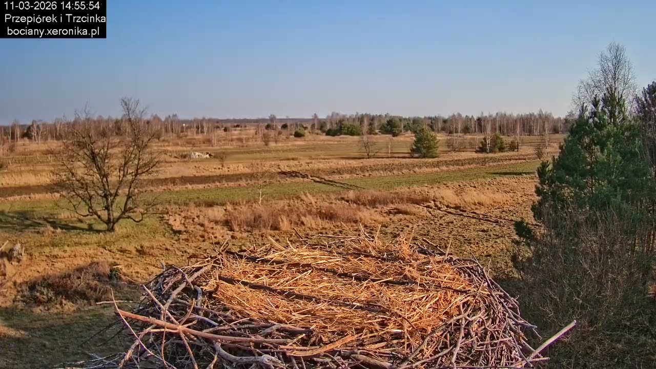 ⏳ Dzień w gnieździe bocianim w Trzcińcu - 11.03.2026