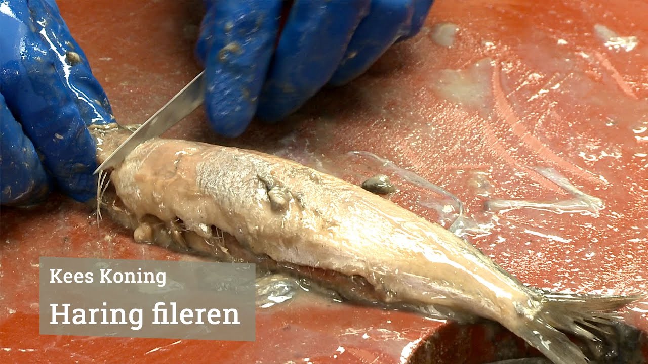 Haring fileren