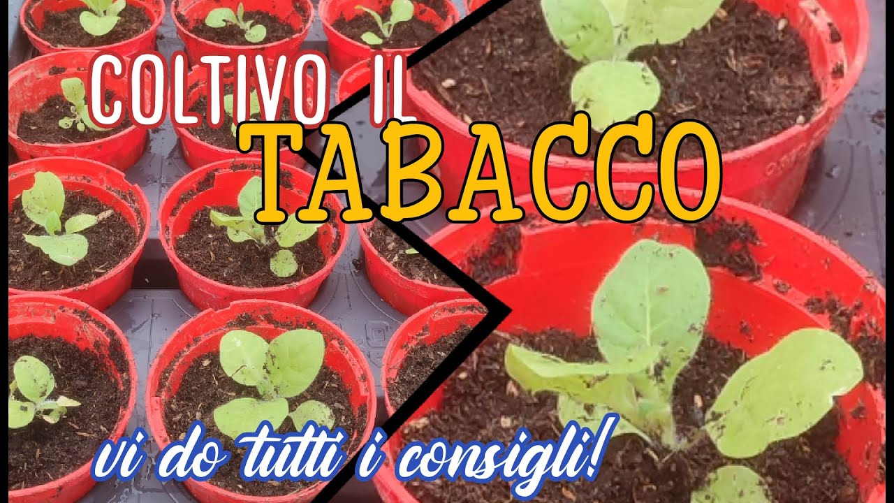 IL TABACCO... come si coltiva? te lo dico in questo video! #agriculture #farming #tabacco #tabaco