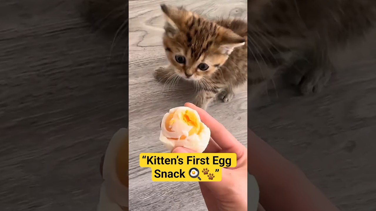 🐱 Cute Kitten Eats Boiled Egg for the First Time 🍳 #short #kitten #cat