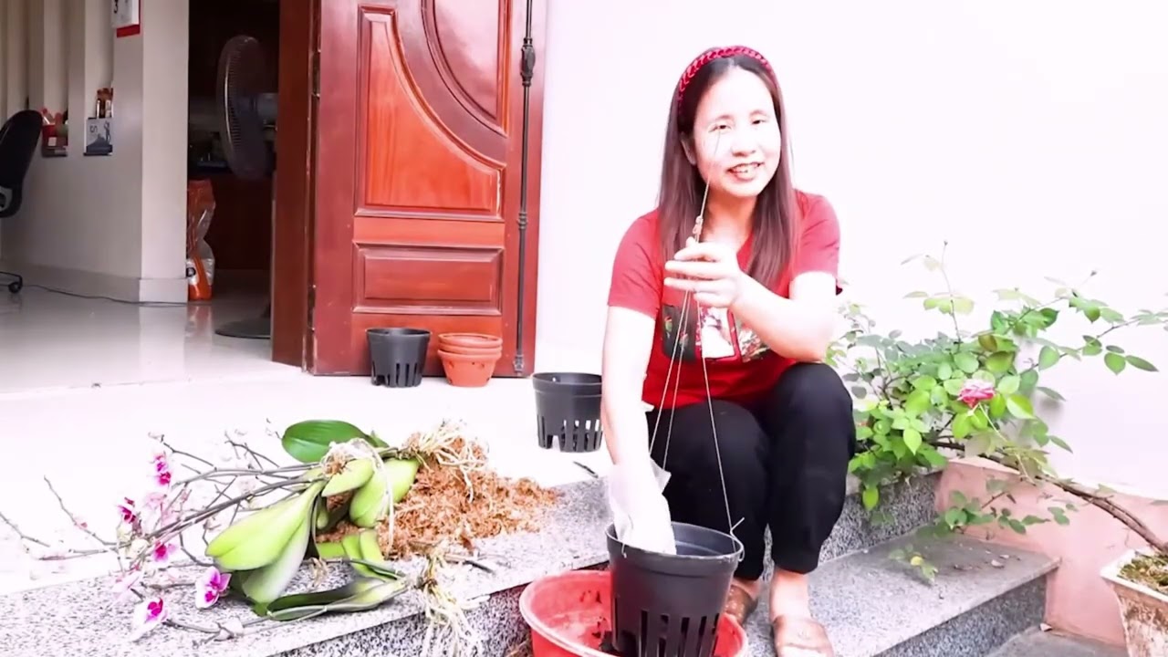 HƯỚNG DẪN CÁCH TRỒNG LẠI LAN HỒ ĐIỆP SAU TẾT ĐƠN GIẢN NHẤT(TỐC ĐỘ NHANH-DỄ HIỂU)
