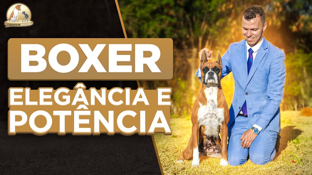 Boxer | Potência e Elegância do Canil Rastaland | Cinofilia Digital