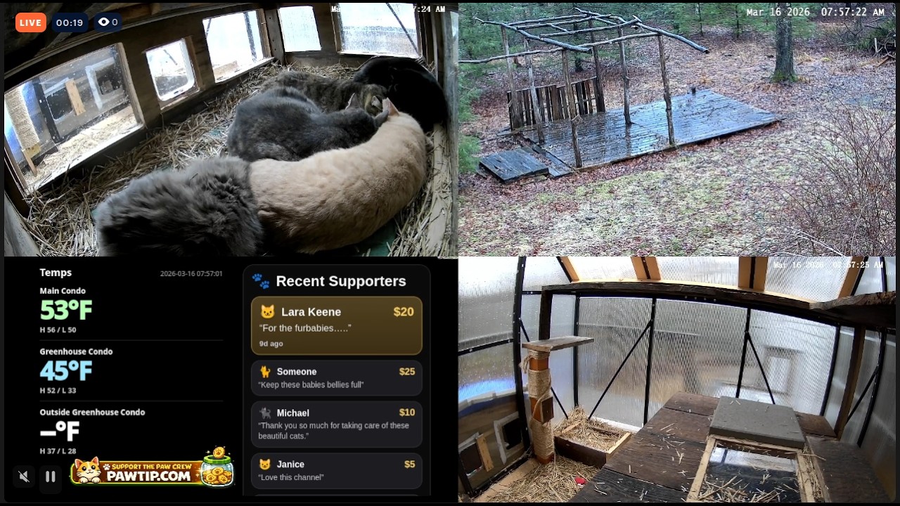 LIVE: Multi-Cam Morning 🐾 Feral Cat Shelter