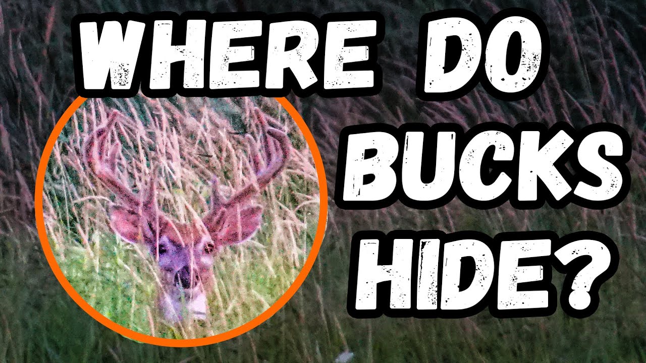 How Do BUCKS AVOID HUNTING PRESSURE? - Deer Research With @MSU Deer Lab TV