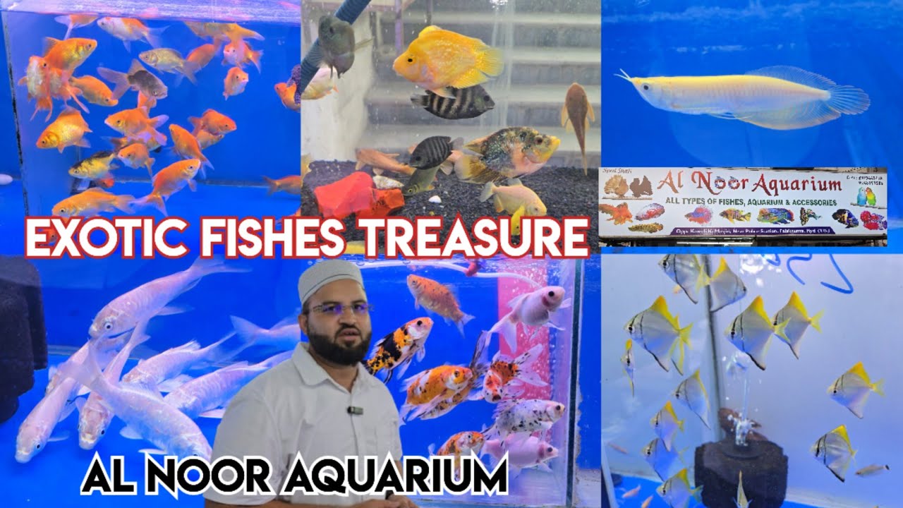 Al Noor Aquarium Shop in Hyderabad | exotic Fishe's bird's & pigeons available | soft & wild fishes