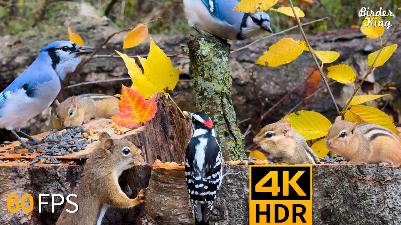 TV dla kot&oacute;w 😺 Piękne ptaki i wiewi&oacute;rki jesienią 🐿 4K HDR 60FPS