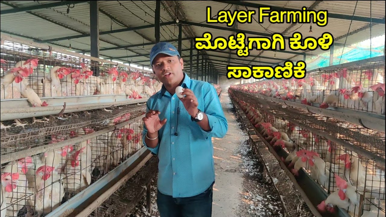 Layer Poultry Farming for Eggs ಮೊಟ್ಟೆಗಾಗಿ ಕೋಳಿ ಸಾಕಾಣಿಕೆ
