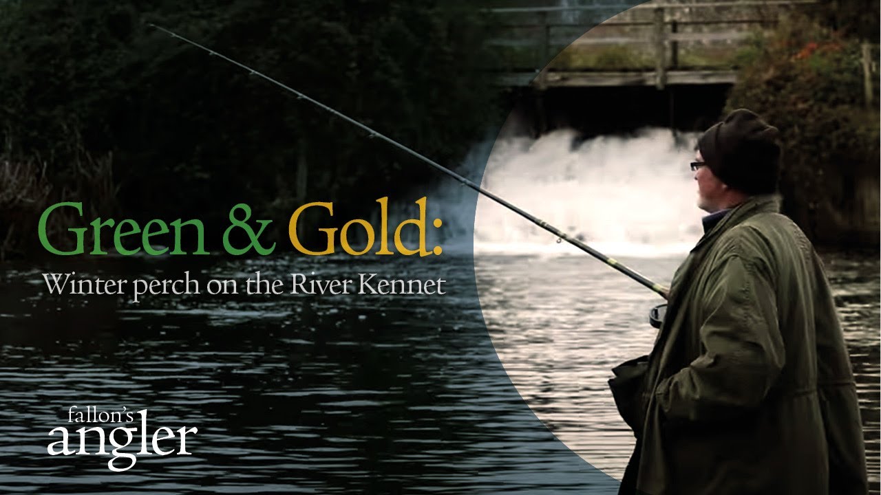 Green & Gold: winter perch on the River Kennet.