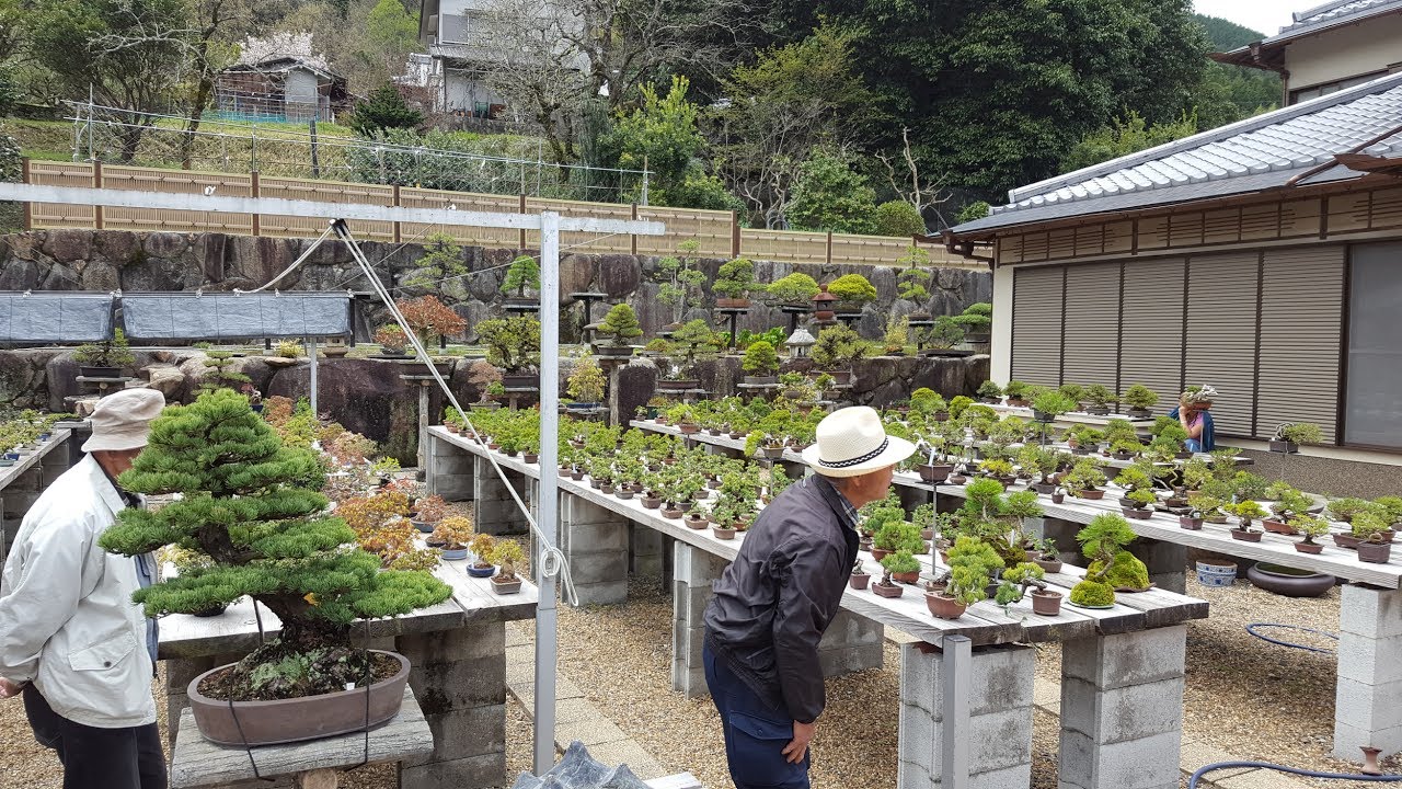 Bonsai Shohin - S1 ep2 : Hiroki Miura baijuen
