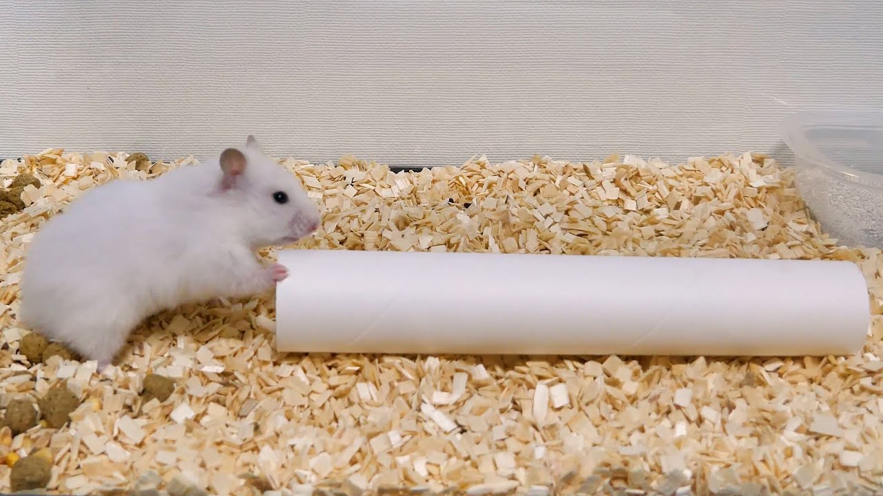 白いハムスターに白いものを与えてみたら、、、、、