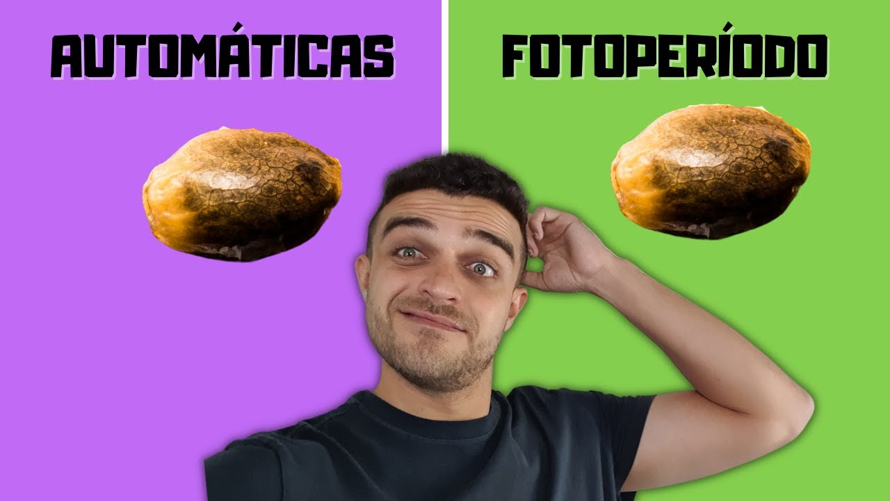 Sementes autom&aacute;ticas ou fotoper&iacute;odo