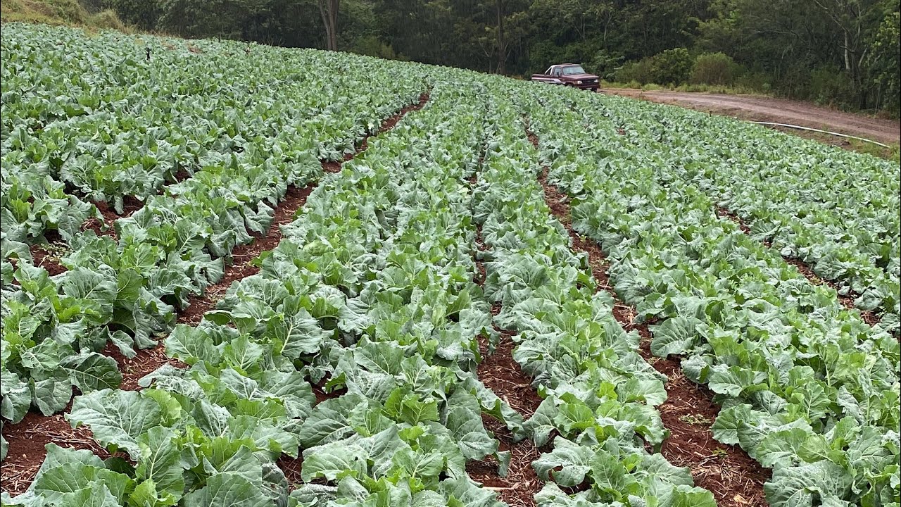 45 dias após o plantio, veja como está, brócolis e couve-flor.