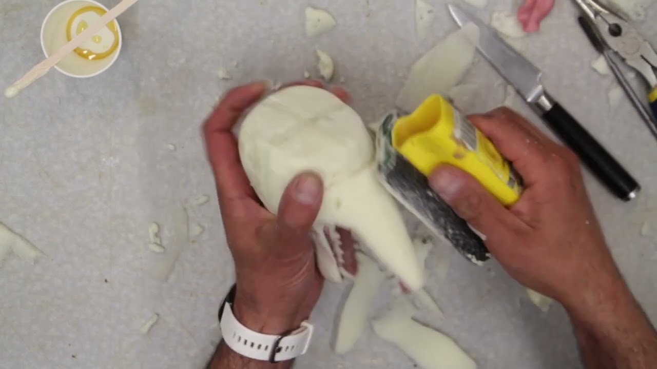 How to Install a jawset . Red Fox Closed mouth  to open. Art of Taxidermy.