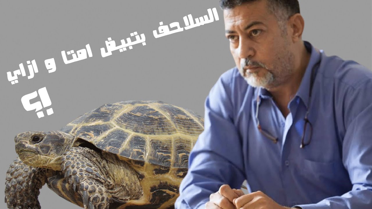 السلاحف بتبيض امتا و ازاي ؟