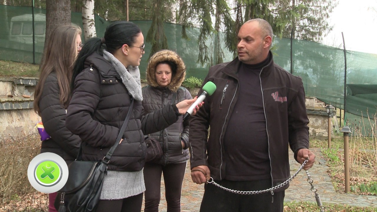 Питбул София