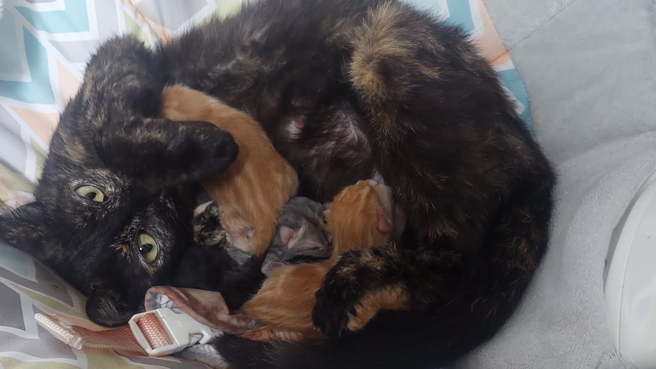 These 5 Kittens were born Exactly 4 years ago. #Brooklyn #Cats 