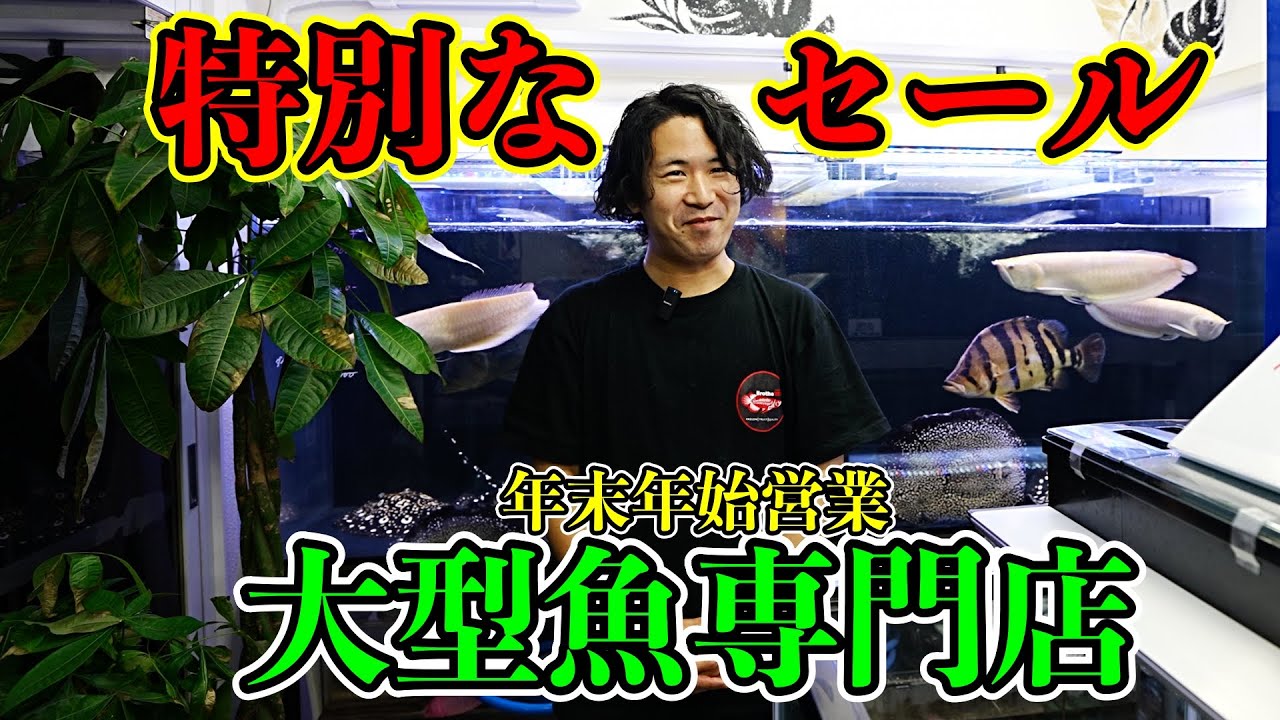 特別な大セール『特殊アロワナ』『ダトニオ』『エイ』年末年始営業『大型魚専門店モンステラ』　