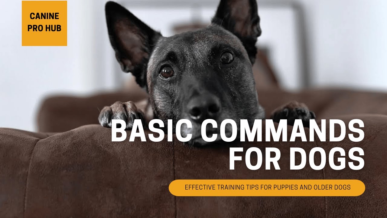 The Best Canine Pro Hub - Basic Commands for Dogs
