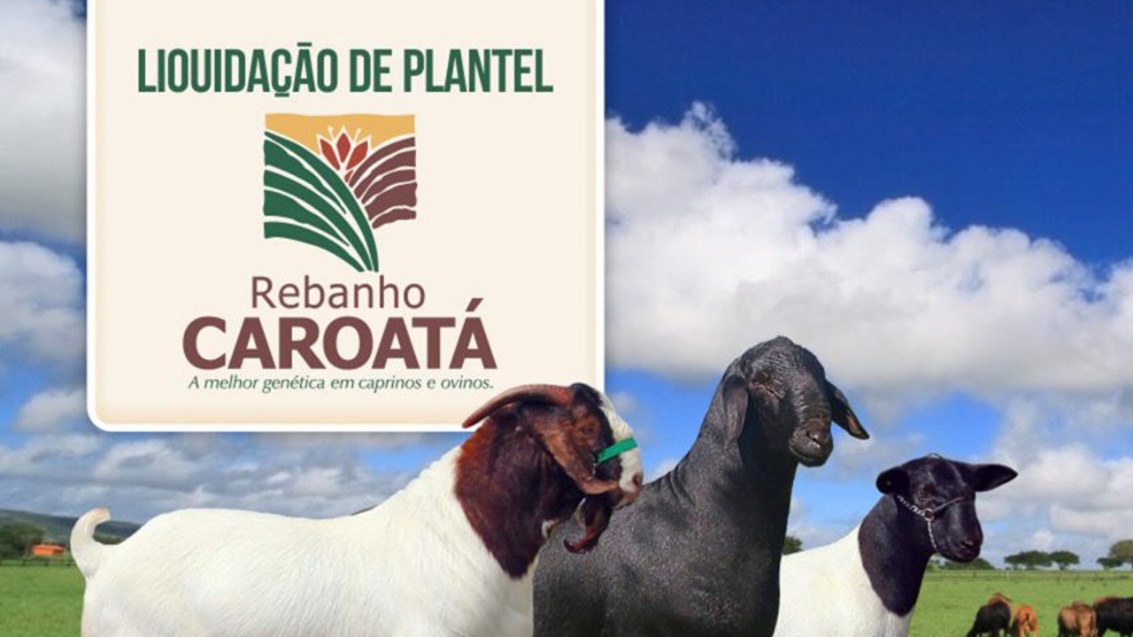 Leilão Virtual Liquidação de Plantel Caroatá - Boer, Dorper e Santa Inês