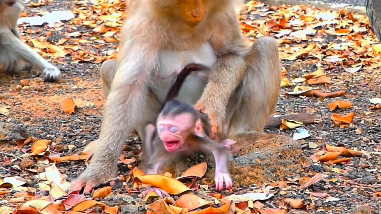 The sweetest moment as the baby monkey learns to walk around mommy.