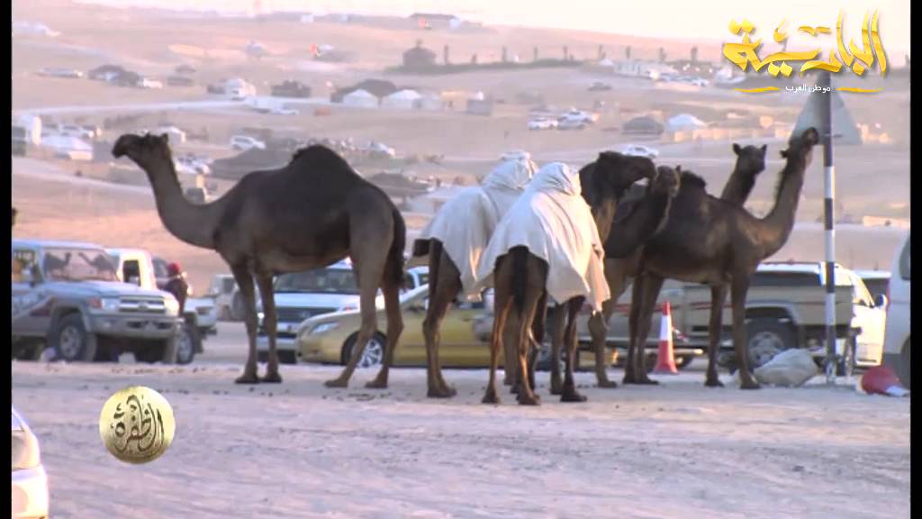 تغطية  مهرجان الظفرة  2015 - اليوم الاول - قناة البادية